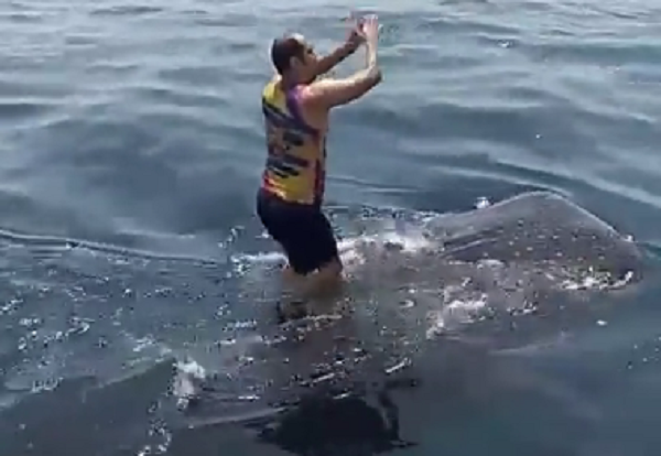 نقره داغ شدن متهمان کوسهسواری در خلیج فارس