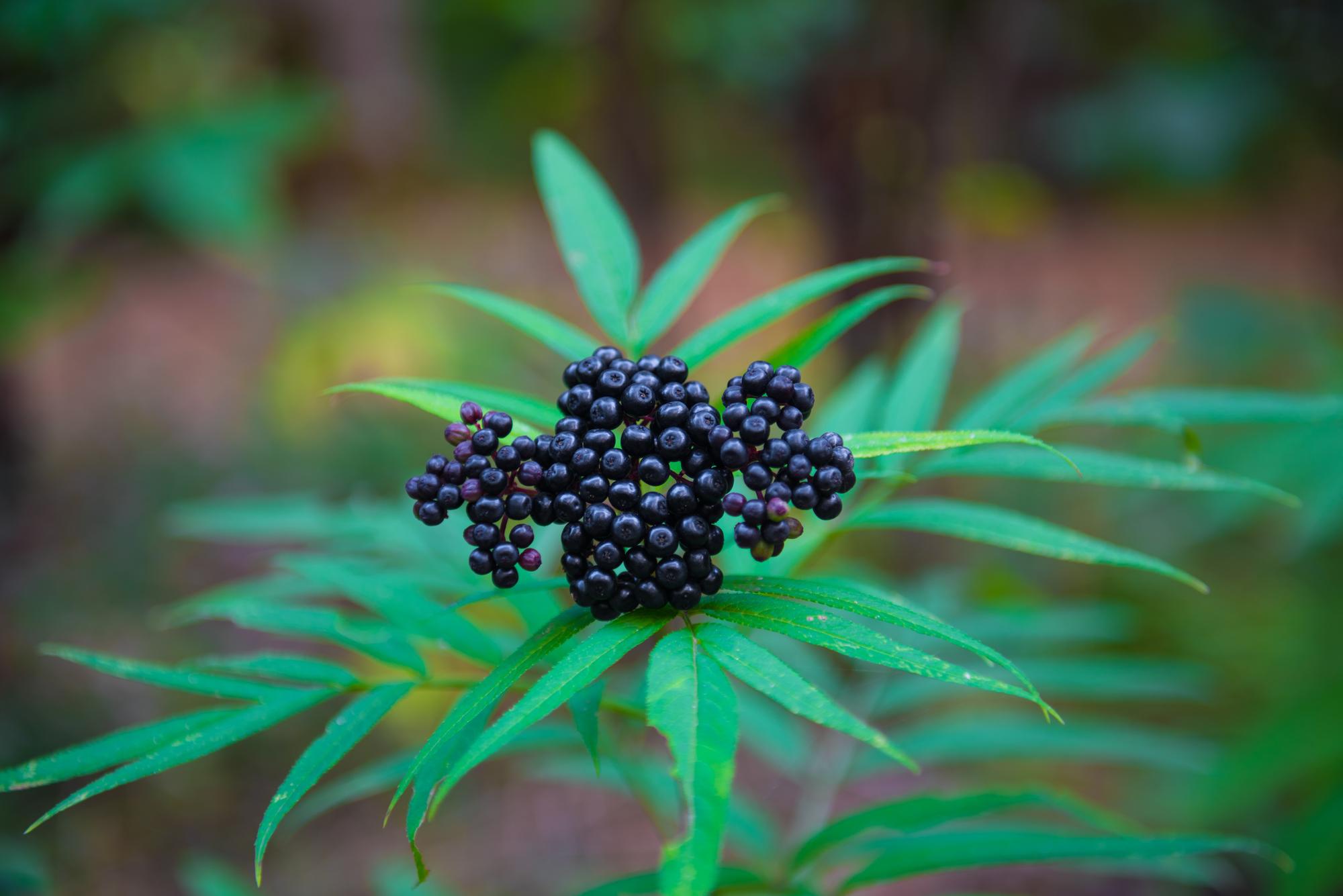 تقویت سیستم ایمنی بدن کودکان