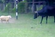 ببینید | ​ناک‌اوت شدن یک گاو در مبارزه شاخ‌به‌شاخ با یک گوسفند قدرتمند!