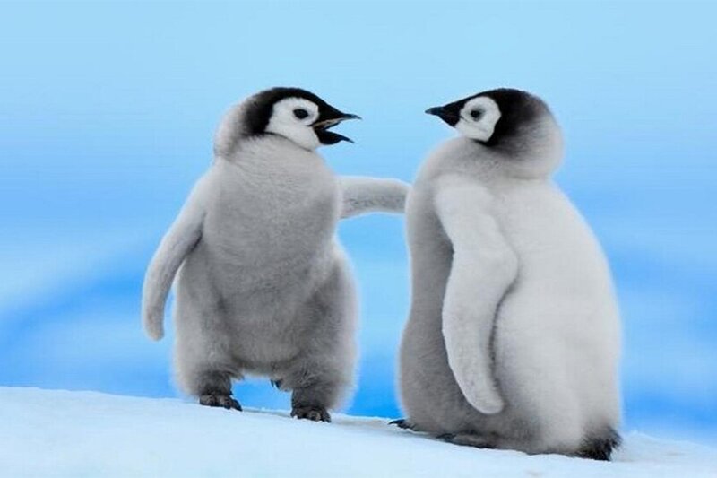 ببینید | ذوق‌زدگی دیدنی جوجه پنگوئن‌ها از ابراز محبت یک انسان