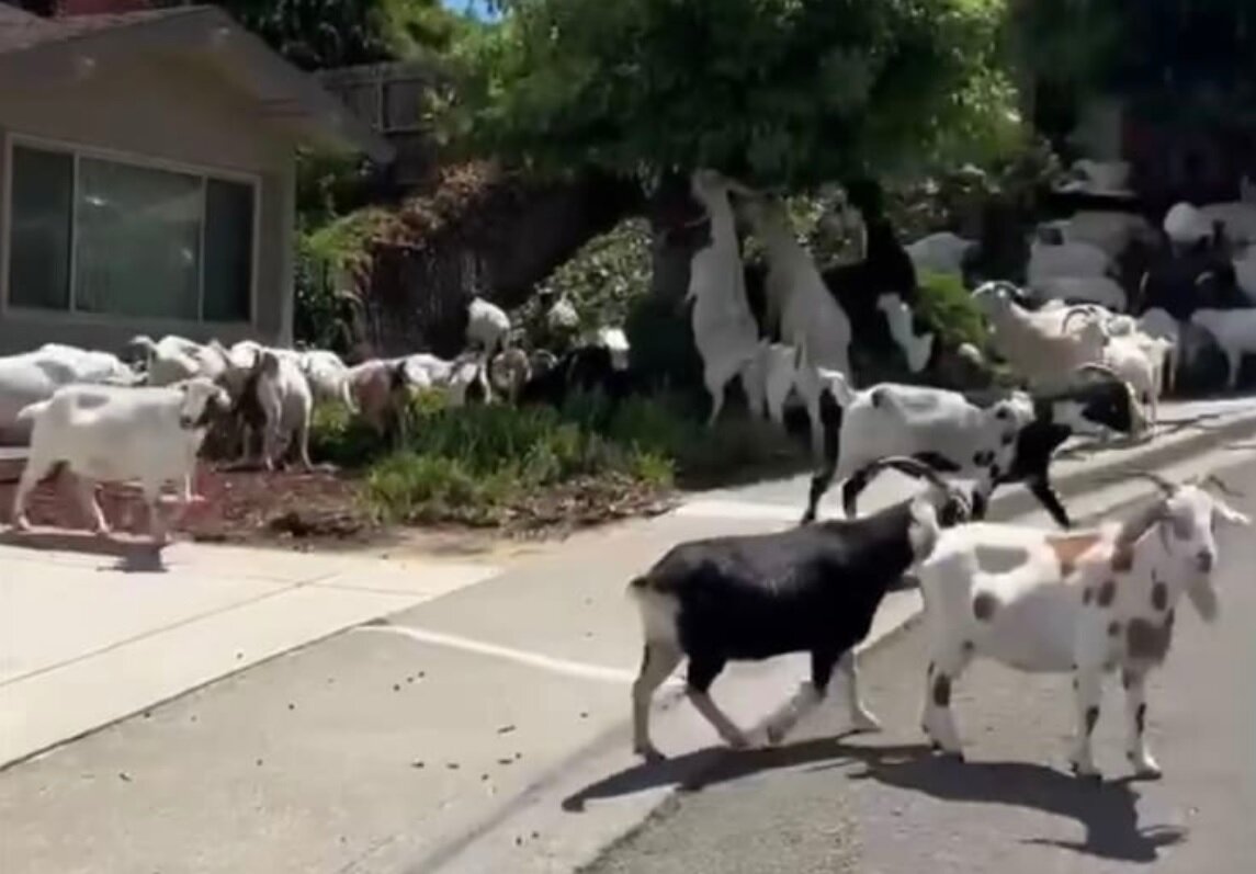 یک محله در اشغال بزها/ عکس