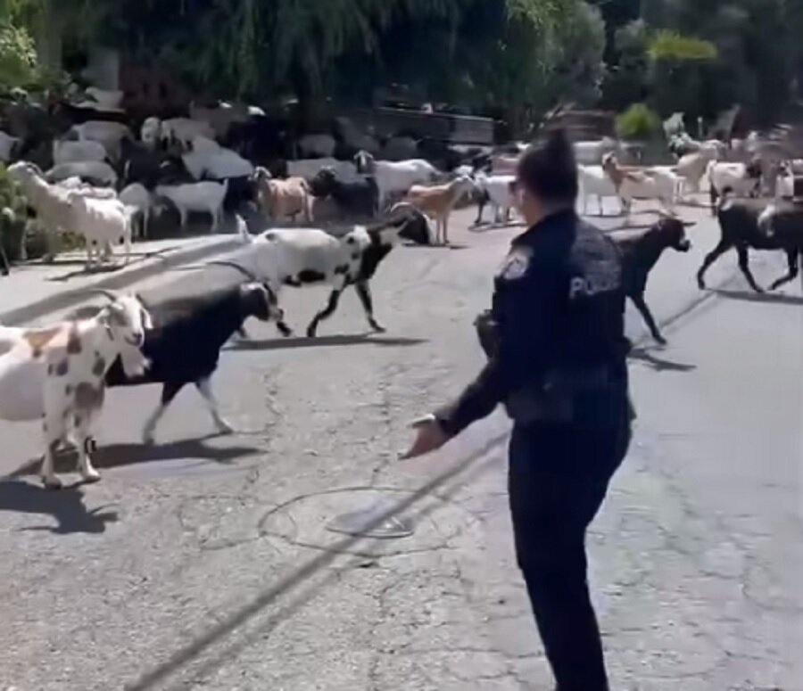 یک محله در اشغال بزها/ عکس