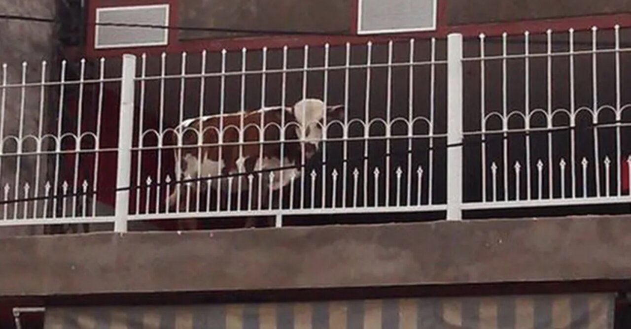 پرورش گوساله در طبقه پنجم آپارتمان/ عکس