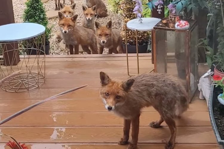 زنی که به ۴ نسل از خانواده یک روباه غذا داد
