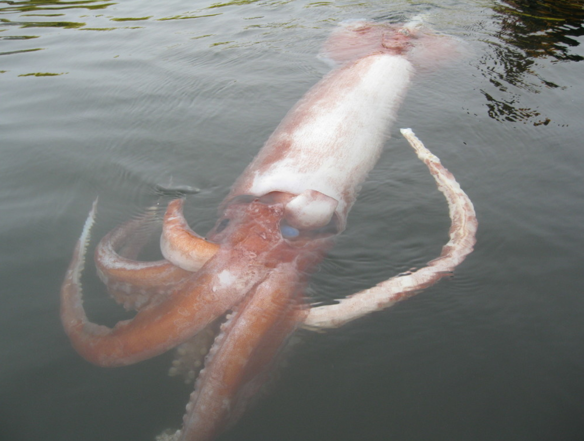 عکس| این ماهی‌مرکب غول پیکر آدم‌خوار است!