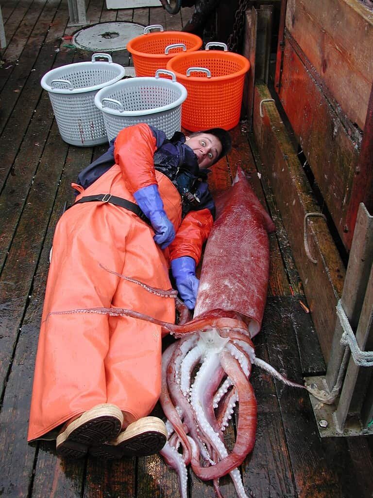 این ماهی‌مرکب غول پیکر آدم‌خوار است!