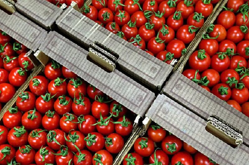 - علت افزایش قیمت گوجه فرنگی اعلام شد/ جزییات