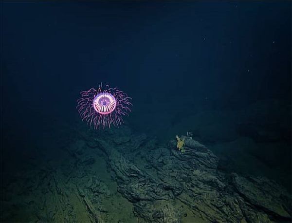 آتشبازی یک عروسدریایی در اعماق تاریکی!/ فیلم