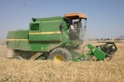 افزایش برداشت گندم در چهارمحال و بختیاری