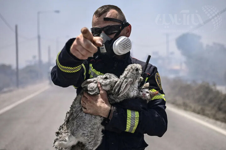 زبانه‌های آتش در یونان همچنان فروکش نکرده‌اند و کار تیم‌های نجات با فشار زیاد ادامه دارد. آتش‌نشان‌ها علاوه بر نجات جان انسان‌ها، از نجات حیوان‌ها هم غافل نشده‌اند. این آتش‌نشان هم در روستاهای کیوتاری و گنادی در جزیره رودس جان یک گربه و دو خرگوش را نجات داد