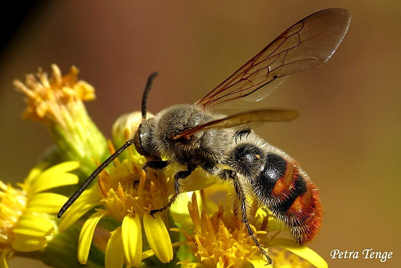 اگر این زنبورها را در ایران دیدید، فرار کنید!