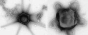 کشف ویروس‌های غول‌پیکر ترسناکی که بازو و دم دارند/ عکس