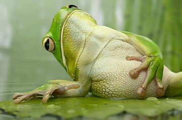 عکس | این تصویر فضای مجازی را منفجر کرد؛ نشستن قورباغه غول‌پیکر روی سر غواص!