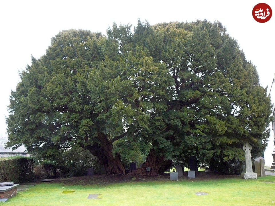 پیرترین درختان جهان؛ جای برخی را پنهان می‌کنند تا کسی نداند کجا هستند/ عکس