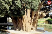 زیباترین درخت ایران/ عکس