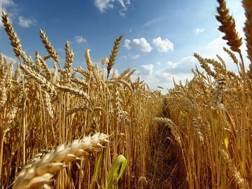 ۸۵ هزار هکتار از مزارع گندم آبی کرمانشاه زیر کشت قراردادی هستند