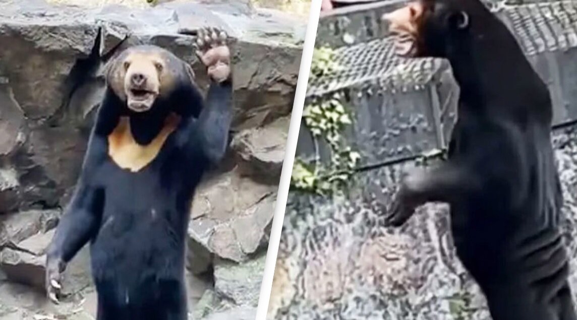 خرس باغ‌وحشی در چین واقعی بود یا انسانی در لباس خرس؟/ بریتانیایی‌ها هم وارد بحث شدند/ عکس
