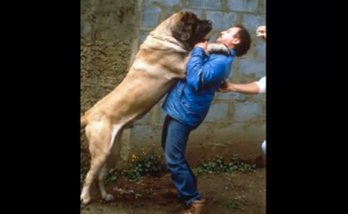 سگ غول‌پیکری که نامش در گینس ثبت شده/ عکس