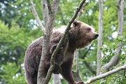 ببینید | ویدیویی دیدنی از پرسه‌زنی خرس قهوه‌ای در جنگل‌های فومن