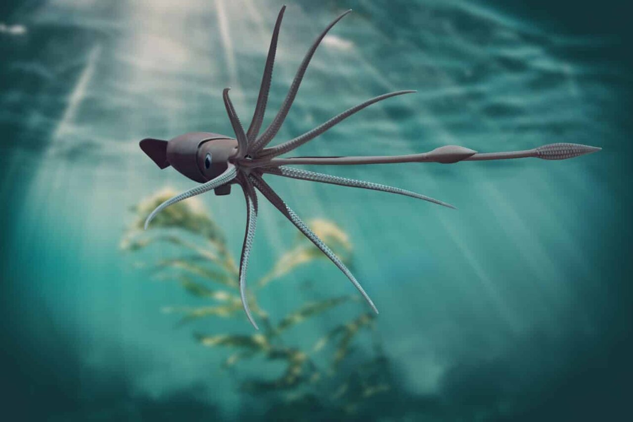 این ماهی مرکب غول‌پیکر از آب‌های آمریکا سر درآورده!