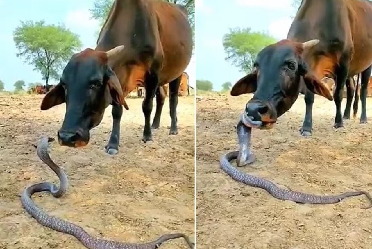 دوستی خارقالعاده مار کبری با گاو/ عکس