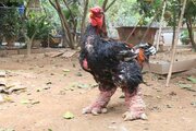 مرغ اژدها  عجیب‌ترین مرغ خانگی در جهان!/ عکس