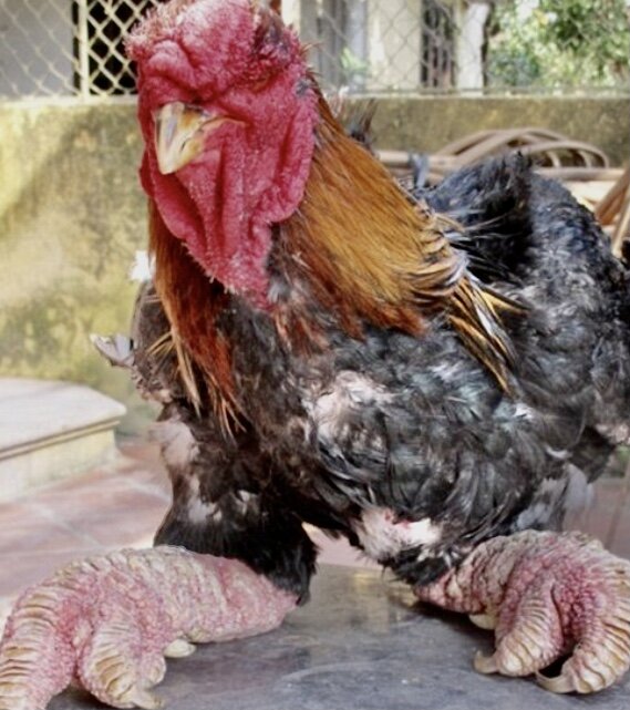 مرغ اژدها یکی از عجیب‌ترین گونه‌های مرغ خانگی در جهان/ عکس