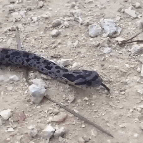 حرکت عجیب و باورنکردنی مار «زامبی» / عکس