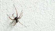 عکس | کشف عنکبوت غول‌پیکر در استرالیا