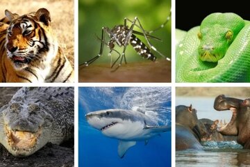 اینفوگرافیک | خطرناک‌ترین حیوان جهان کیست؟