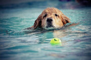 ببینید | تمرین عجیب یک سگ در لب دریا برای شکار توپ!