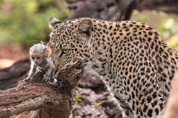 عکس | لحظه فرو رفتن دندان‌های پلنگ در گلوی میمون مادر و فریادهای تلخ فرزندش