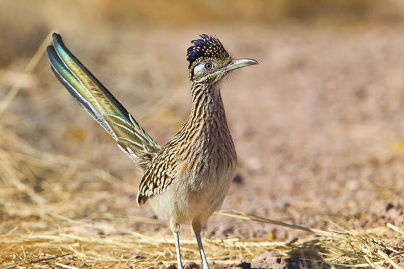 ببینید | ویدیویی پربازدید از میگمیگ در دنیای واقعی