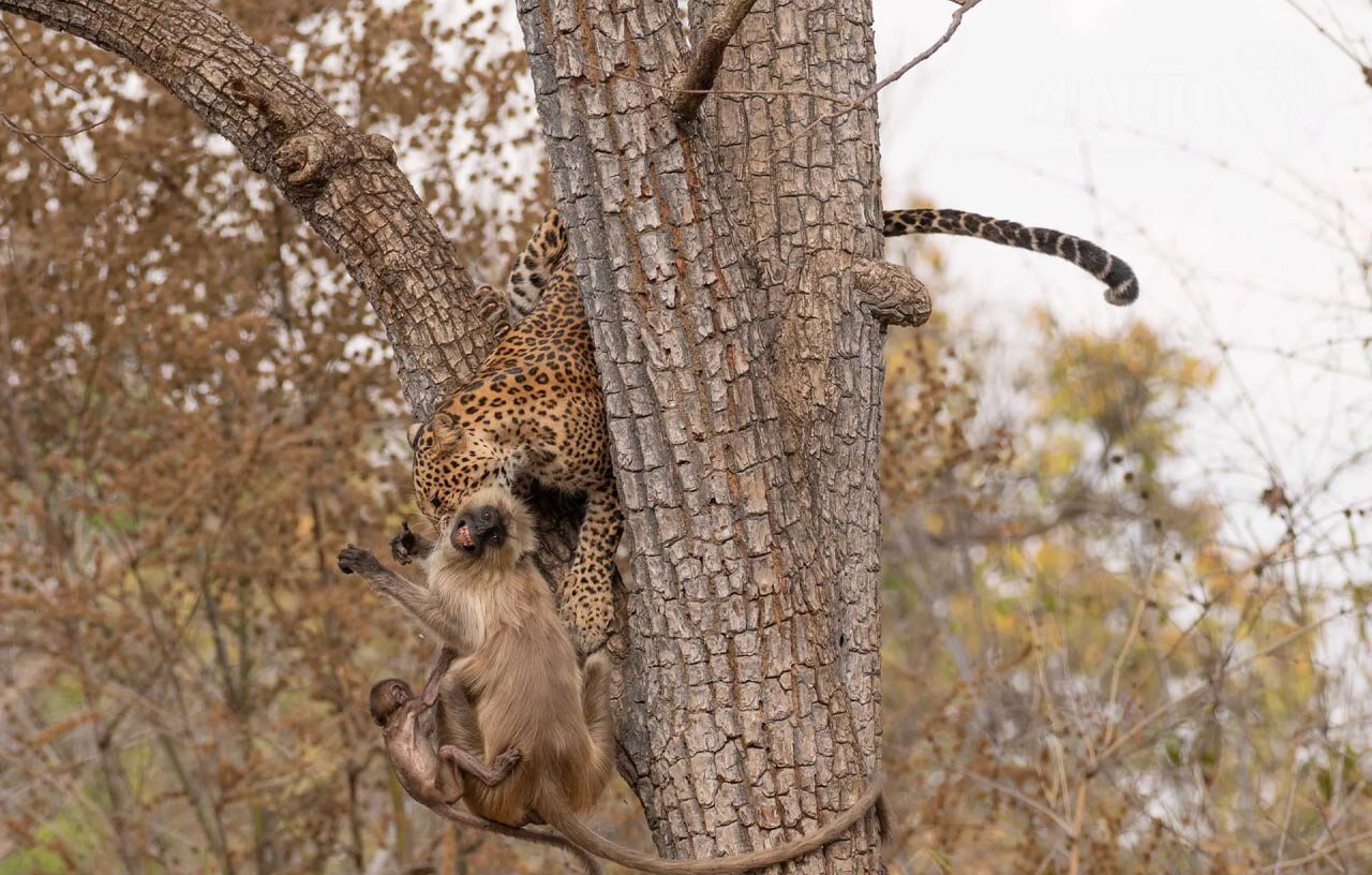 عکس | لحظه فرو رفتن دندانهای پلنگ در گلوی میمون مادر و فریادهای تلخ فرزندش