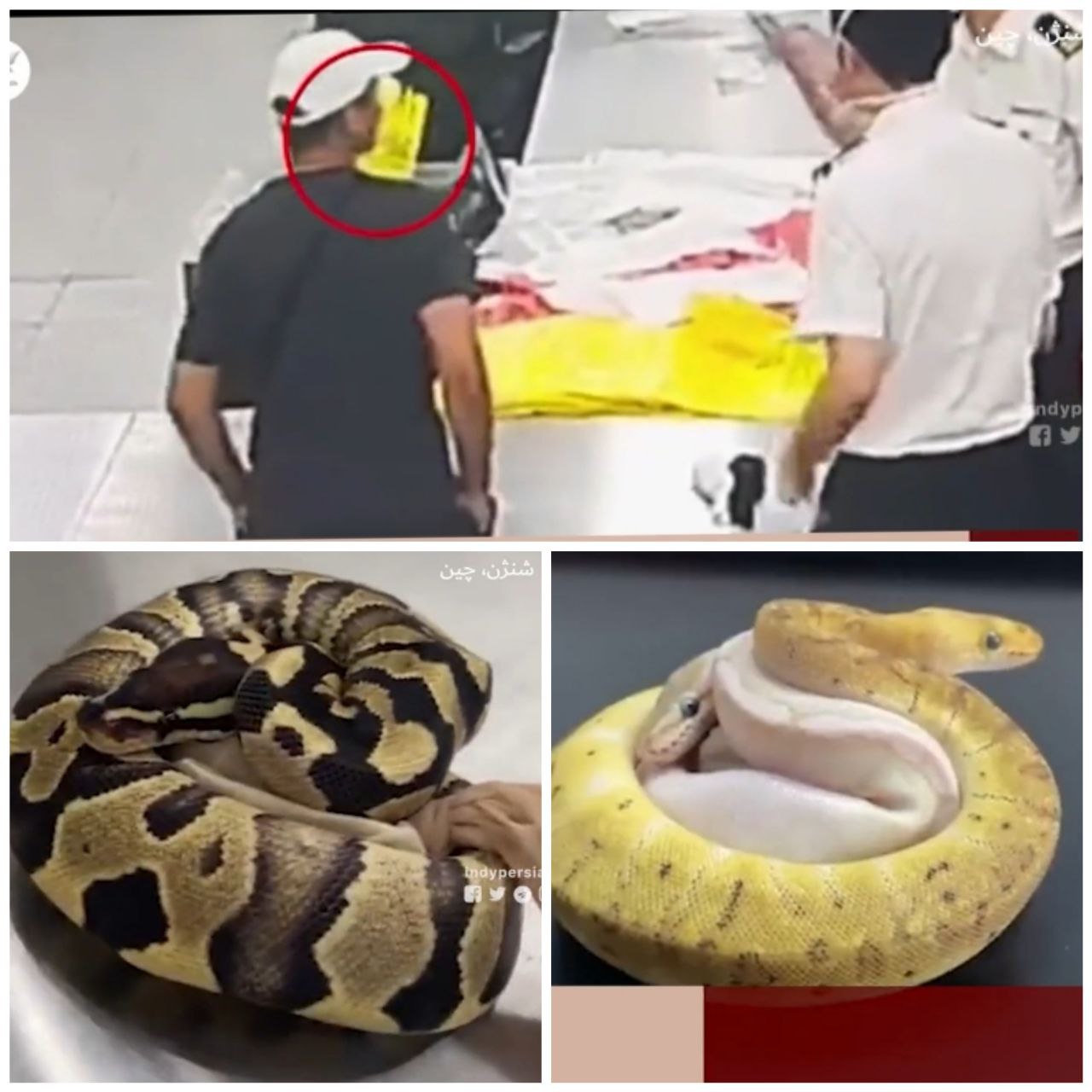 قاچاق ١۴ مار زنده در جیبهای یک مسافر چینی!/ عکس