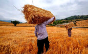 کردستان تغذیه گندمی ۱۴ استان کشور را تامین می‌کند