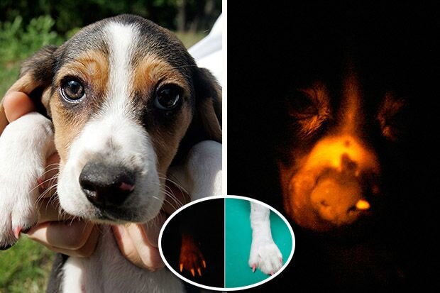 این سگ عجیب حاصل مهندسی ژنتیک است!+ عکس