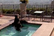 ببینید | تلاش یک خرس قهوه‌ای برای شنا در استخر حیاط یک خانه در حضور صاحبخانه