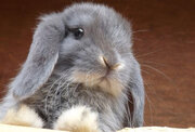 ببینید | تصاور باورنکردنی از غول‌پیکرترین خرگوش جهان؛ موجودِ ۱۰ کیلوگرمی!