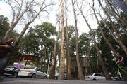 باز هم قطع درختان در تهران؟/ عکس
