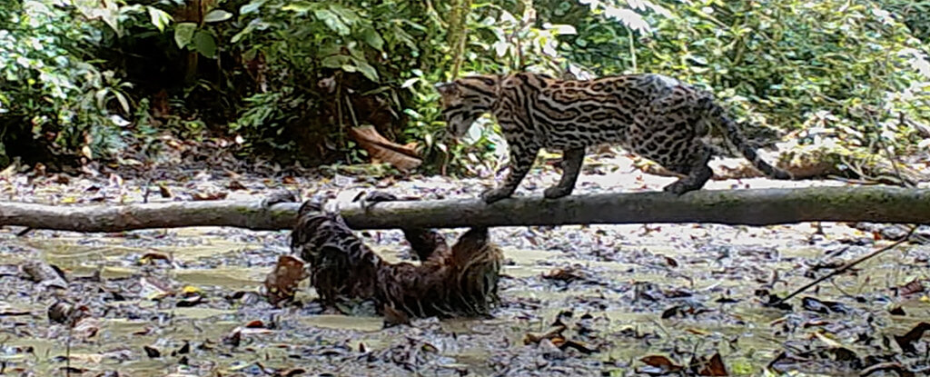 در یک نبرد باورنکردنی، پلنگ از تنبل شکست خورد!/ عکس