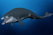 ردپای نهنگ ۴۱ میلیون ساله در مصر!/ عکس
