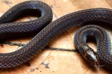 تصاویر | تلاش مرگبار مار شلاقی برای بلعیدن جوجه‌تیغی