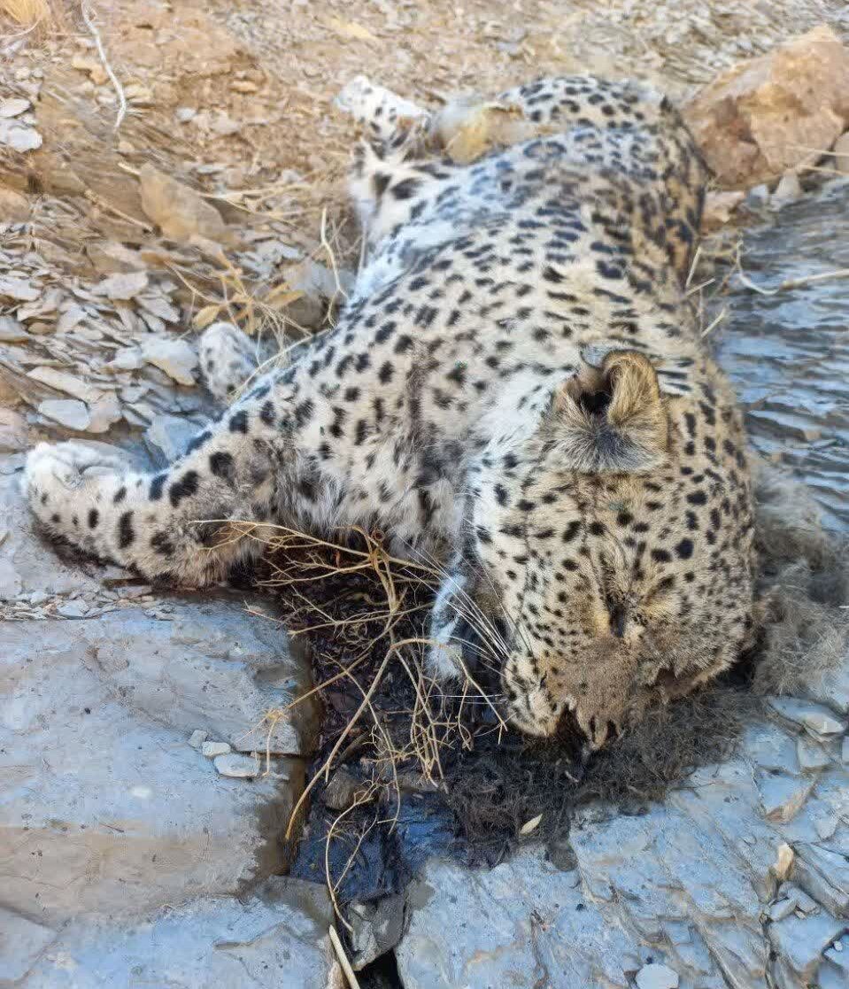 کشف لاشه یک قلاده پلنگ در جاجرم/ عکس