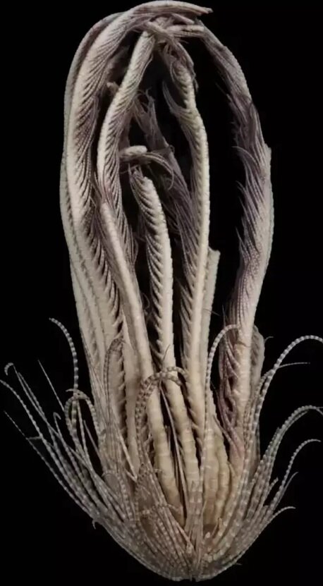 کشف گونهای ترسناک از موجودات دریایی با ۲۰ دست/ عکس