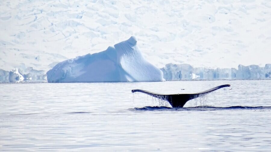 راز نهنگ‌های یخ‌زده فاش شد!