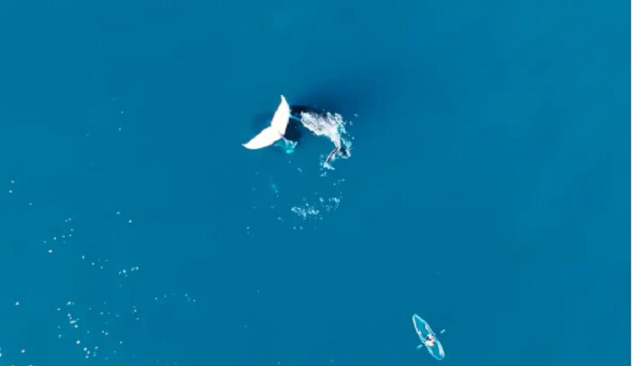 راز نهنگ‌های یخ‌زده فاش شد!