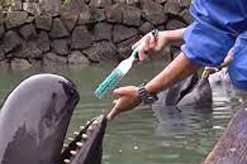 ببینید | شغل عجیب یک زن؛ مسواک زدن دندان‌های نهنگ قاتل!