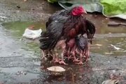 ببینید | چتر مادرانه یک مرغ برای جوجه هایش زیر باران شدید!