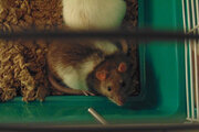 ببینید | گیرافتادن موش‌های غول پیکر در تله موش